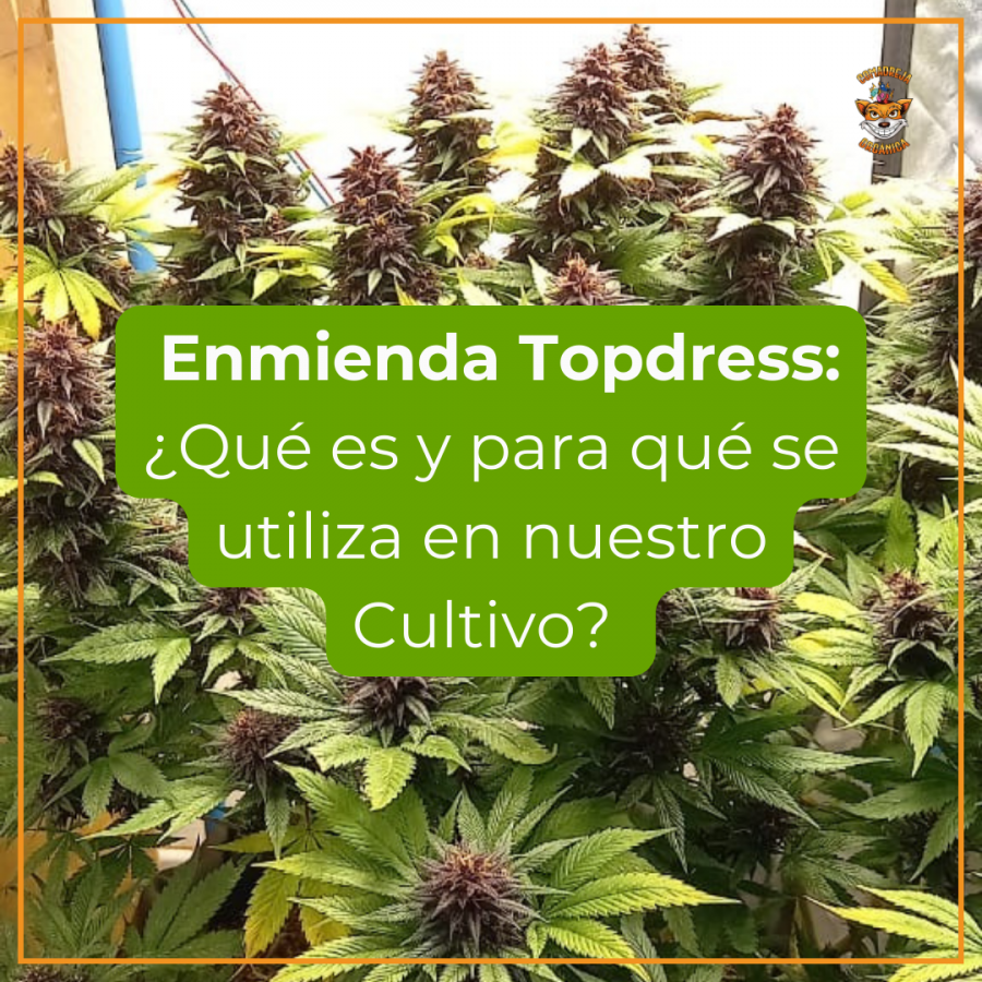 Enmienda Topdress: ¿Qué es y para qué se utiliza en nuestro Cultivo?