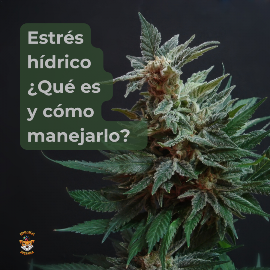 Estrés hídrico ¿qué es y cómo manejarlo?