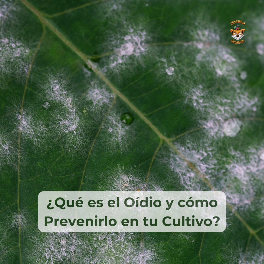 ¿Qué es el Oídio?