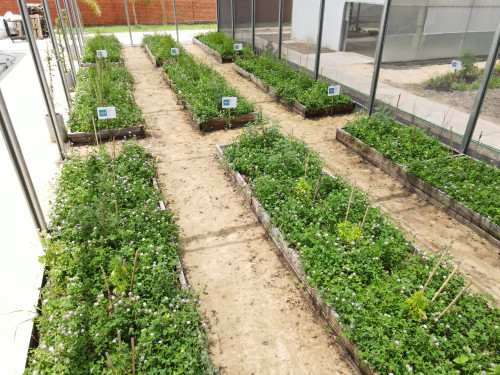 Asesoría presencial para Clubes de cultivo / Empresas/ ONG